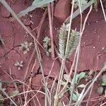 Eleusine tristachya 整株植物