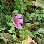 Dissotis rotundifolia Blomst