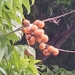 Sapindus saponaria Fruit