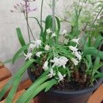 Tulbaghia simmleri Flor