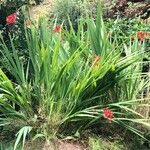 Crocosmia paniculata عادت داشتن