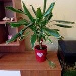 Dracaena fragransLapas