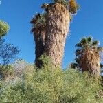Washingtonia filifera 葉