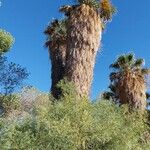 Washingtonia filifera برگ