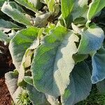 Verbascum sinaiticum Blatt