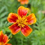 Tagetes tenuifolia ফুল