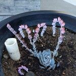 Echeveria shavianaFlower