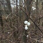 Symphoricarpos albus Fruchs