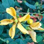 Hypericum × hidcoteenseKvět