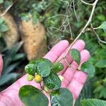 Ficus deltoidea Leaf