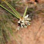 Cyperus niveus Flower