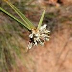 Cyperus niveus Λουλούδι