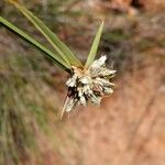 Cyperus niveus Цвят