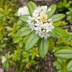 Rhododendron columbianum Flor
