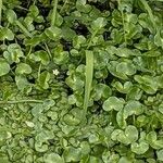 Ranunculus hederaceus Çiçek