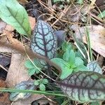 Hieracium venosum Leaf