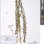 Crotalaria elisabethae Other