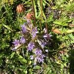 Gentianella ramosa Flower