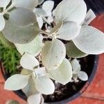 Kalanchoe orgyalis List