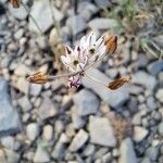 Allium moschatum Blomma