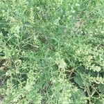 Lepidium ruderale 果實