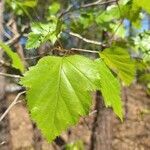 Crataegus marshallii Leaf