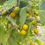 Celtis australis फल