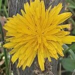 Scorzoneroides autumnalis Flower