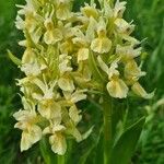 Dactylorhiza sambucina Flower