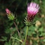 Cirsium andersonii Flor