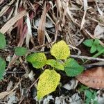 Ageratum conyzoides Лист