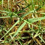 Cynodon dactylon Leaf