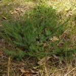 Thymelaea coridifolia Costuma