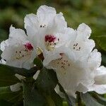 Rhododendron sikangense Flor