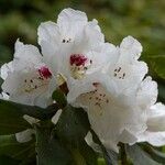 Rhododendron sikangense Flower