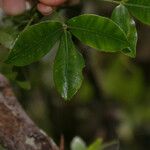 Zanthoxylum asiaticum पत्ता