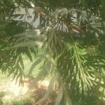 Acacia retinodes Blad