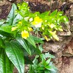 Ixanthus viscosus Hoja