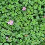 Dissotis rotundifolia Цветок