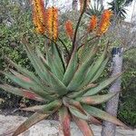 Aloe marlothii 整株植物