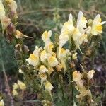 Linaria vulgarisOther