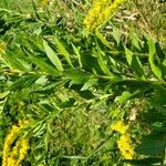 Solidago canadensis Hoja