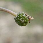 Ranunculus peltatus Frutto