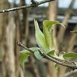 Kolkwitzia amabilis Leaf