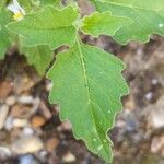 Solanum physalifolium Liść