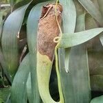 Nepenthes mirabilis Froito