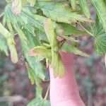 Acer shirasawanum Fruto