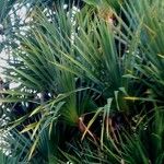 Pandanus utilisبرگ