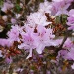 Rhododendron siderophyllum Fleur