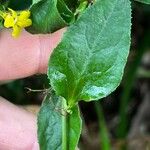 Goodenia ovata Blad